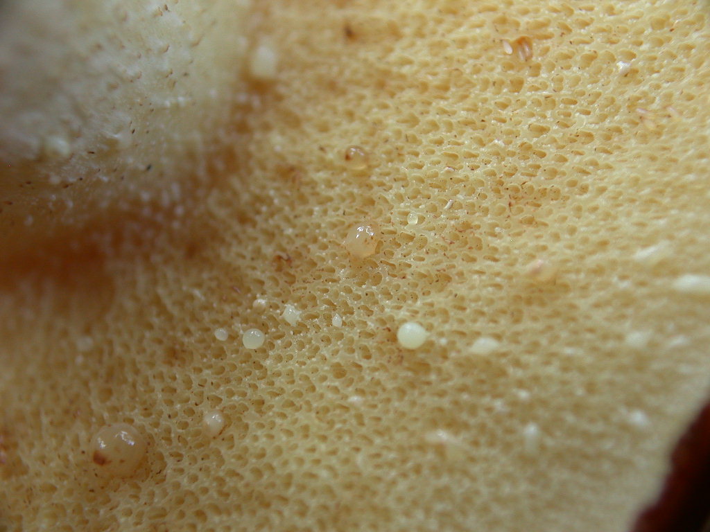 Suillus granulatus ...in foto